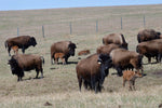 Donate - The Canadian Rangeland Bison Producers Big Dreams Scholarhsip